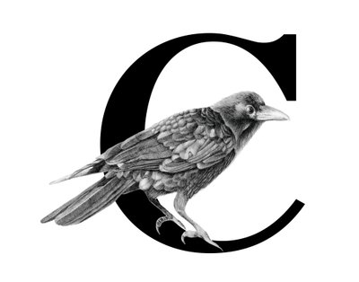 C on Crowille, 2018 (grafiittikynä ja digitaalinen) tekijältä Stacy Hsu