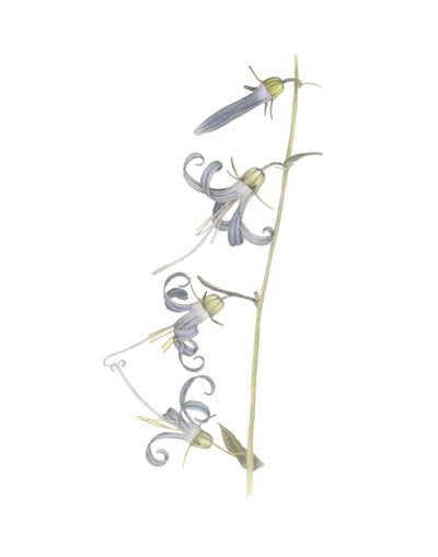 California Harebell, 2015 (grafiittikynä ja akvarelli) tekijältä Stacy Hsu