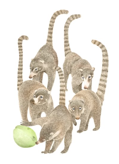 Costa Rica Coatis, 2019 (grafiittikynä ja digitaalinen) tekijältä Stacy Hsu