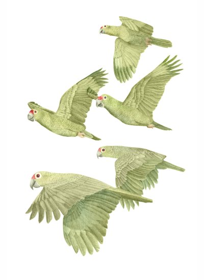 Costa Rica Red Lored Parrots, 2019 (grafiittikynä ja digitaalinen) tekijältä Stacy Hsu