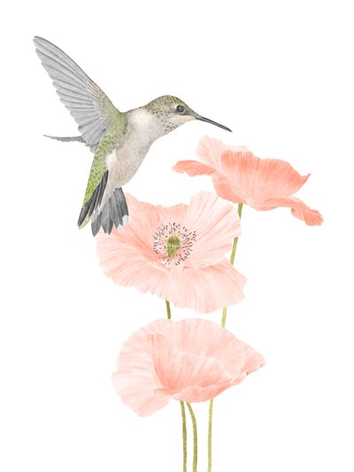 Hummingbird Garden, 2020 (grafiittikynä ja digitaalinen) tekijältä Stacy Hsu