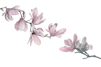 Magnolia, 2015 (grafiittikynä ja akvarelli) tekijältä Stacy Hsu