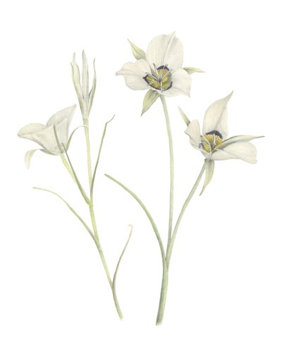 Mariposa Lily, 2018 (grafiittikynä ja akvarelli) tekijältä Stacy Hsu