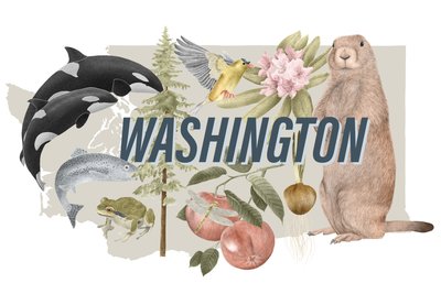 Washingtonin osavaltion symbolit, 2018 (grafiittikynä ja digitaalinen) tekijältä Stacy Hsu