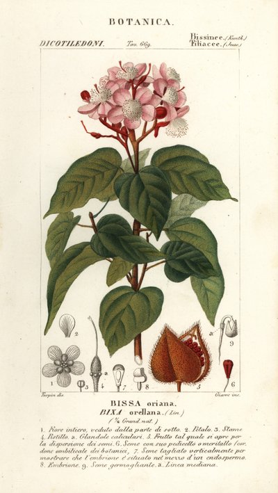 Achiote tai huulipunapuu, Bixa orellana tekijältä Stanghi Stanghi