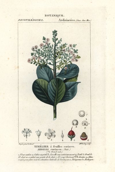Naudanliha, Ardisia coriacea tekijältä Stanghi Stanghi