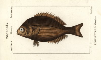 Messinkimäinen turppu, Kyphosus vaigiensis tekijältä Stanghi Stanghi