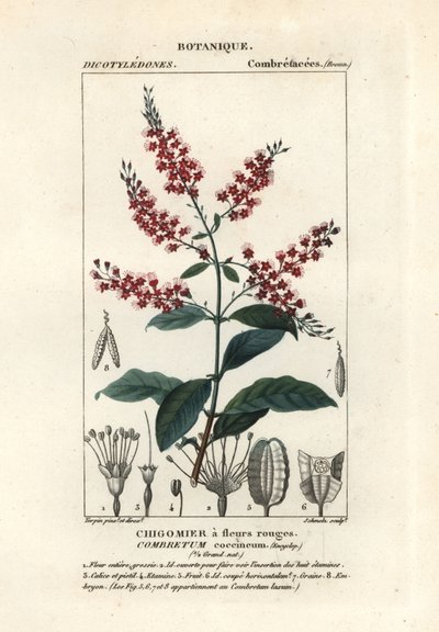 Bushwillow, Combretum coccineum tekijältä Stanghi Stanghi