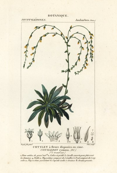 Kanjoni elää ikuisesti,, Dudleya cymosa tekijältä Stanghi Stanghi
