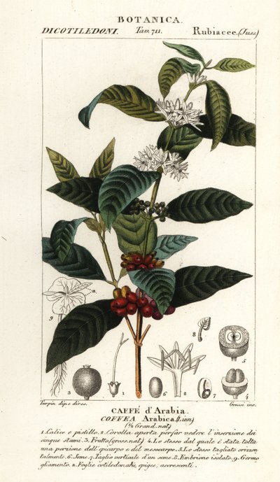 Kahvi, Coffea arabica, Caffe d’Arabia tekijältä Stanghi Stanghi