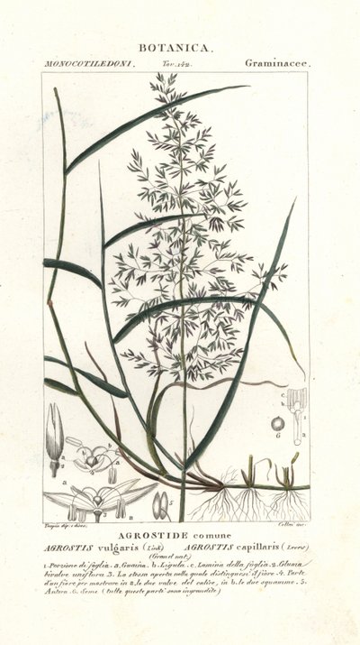 Tavallinen taipunut, Agrostis capillaris tekijältä Stanghi Stanghi