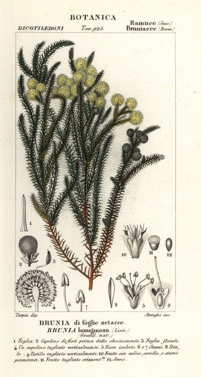 Harvinainen puuvillapensas, Berzelia lanuginosa tekijältä Stanghi Stanghi