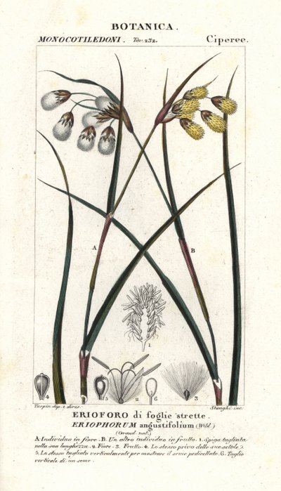 Puuvillaruoho tai puuvillasaha, Eriophorum angustifolium tekijältä Stanghi Stanghi