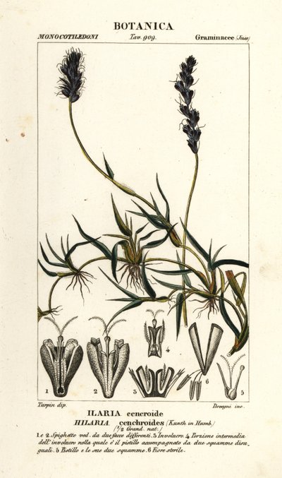 Kihara mesquite, Hilaria cenchroides tekijältä Stanghi Stanghi