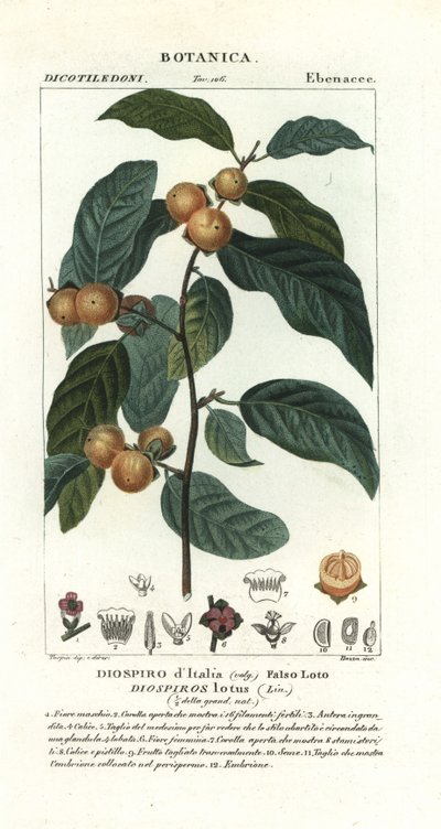 Taateliluumu, Diospyros Lotus tekijältä Stanghi Stanghi