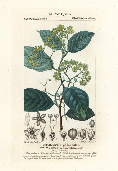 Dichapetalum kantainen tekijältä Stanghi Stanghi