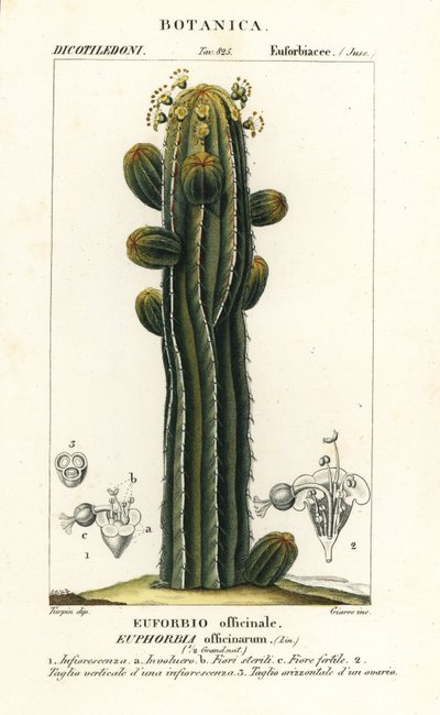 Euphorbia officinarum tekijältä Stanghi Stanghi