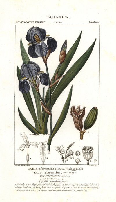 Firenzen iiris, Iris germanica var florentina tekijältä Stanghi Stanghi