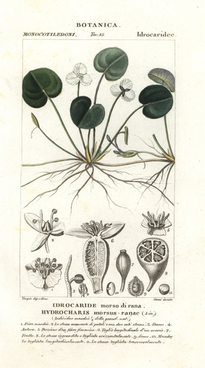 Frogbit, Hydrocharis purema-sammakko tekijältä Stanghi Stanghi