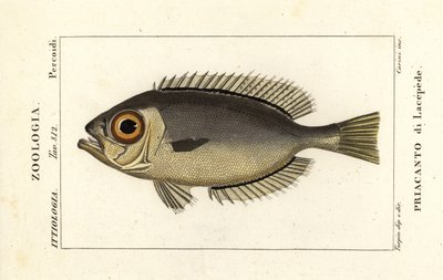 Silmäsilmät, Heteropriacanthus cruentatus tekijältä Stanghi Stanghi