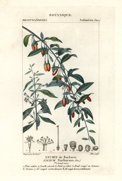 Goji-marja, Lycium barrum tekijältä Stanghi Stanghi