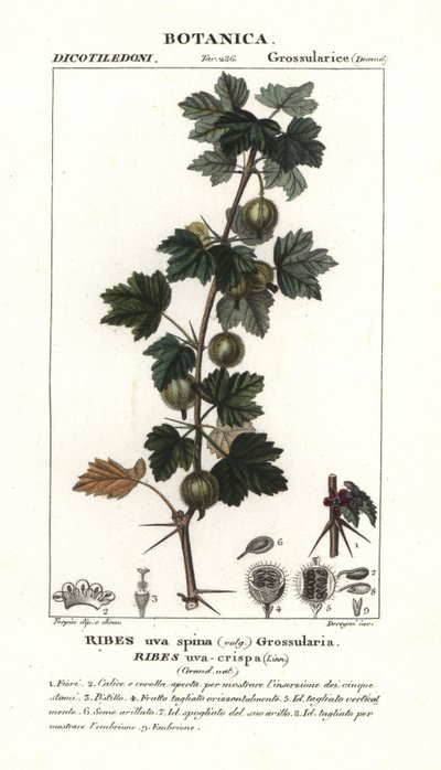 Karviainen, Ribes uva-crispa tekijältä Stanghi Stanghi
