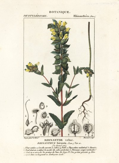 Suuri keltainen helistin, Rhinanthus alectorolophus tekijältä Stanghi Stanghi
