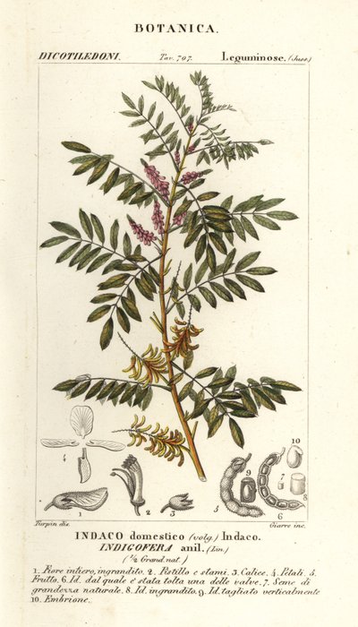 Guatemalan indigo, Indigofera suffruticosa tekijältä Stanghi Stanghi