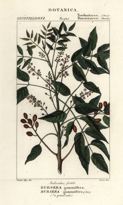 Gumbo-limbo, Bursera simaruba tekijältä Stanghi Stanghi