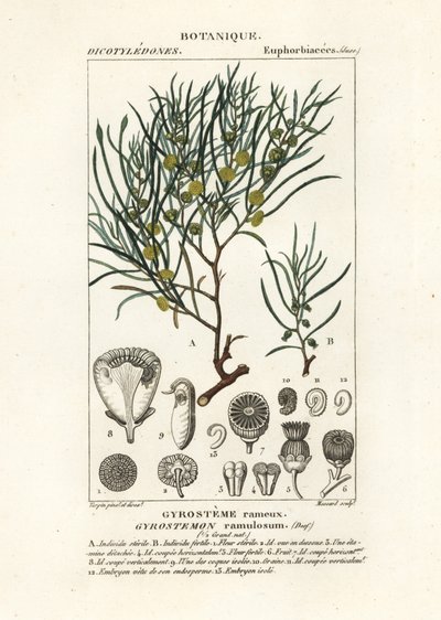 Gyrostemon ramulosus puu tekijältä Stanghi Stanghi