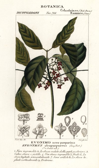 Hamiltonin karjapuu, Euonymus hamiltonianus tekijältä Stanghi Stanghi