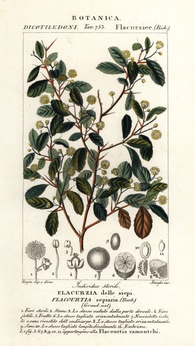 Intialainen luumu, Flacourtia indica tekijältä Stanghi Stanghi