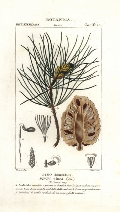 Italialainen kivimänty, Pinus pinea tekijältä Stanghi Stanghi