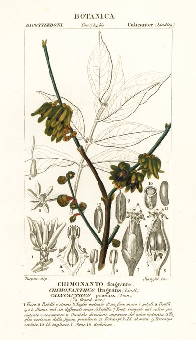 Japanilainen maustepippuri, Chimonanthus praecox tekijältä Stanghi Stanghi