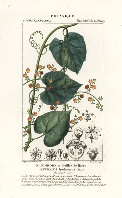 Javillo eli vastalääke käkki, Fevillea cordifolia tekijältä Stanghi Stanghi