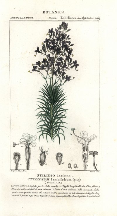 Lehtikuusi tai puun liipaisikasvi, Stylidium laricifolium tekijältä Stanghi Stanghi