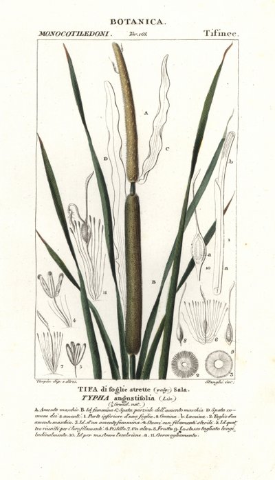 Pieni härkä, Typha angustifolia tekijältä Stanghi Stanghi
