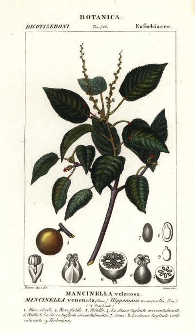 Manchineel o pomer de platja, finlandès Hippomane mancinella tekijältä Stanghi Stanghi