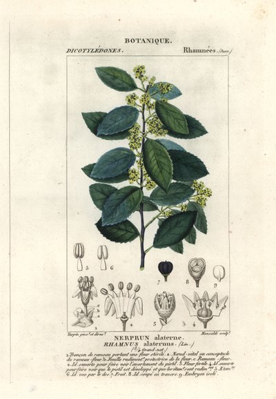 Välimeren tyrni, Rhamnus alaternus tekijältä Stanghi Stanghi