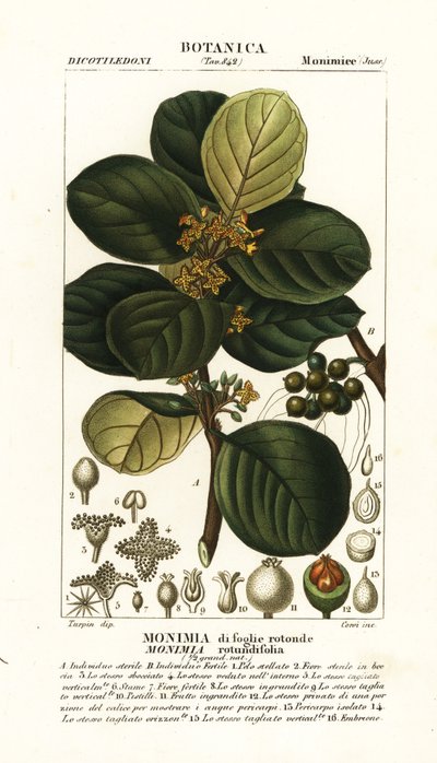 Monimia rotyndifolia tekijältä Stanghi Stanghi