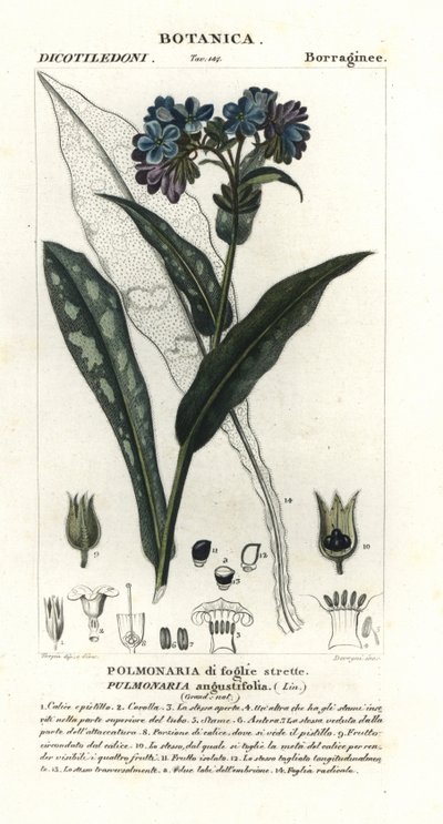 Pulmonaria de fulla estreta, Pulmonaria angustifolia finlandesa tekijältä Stanghi Stanghi
