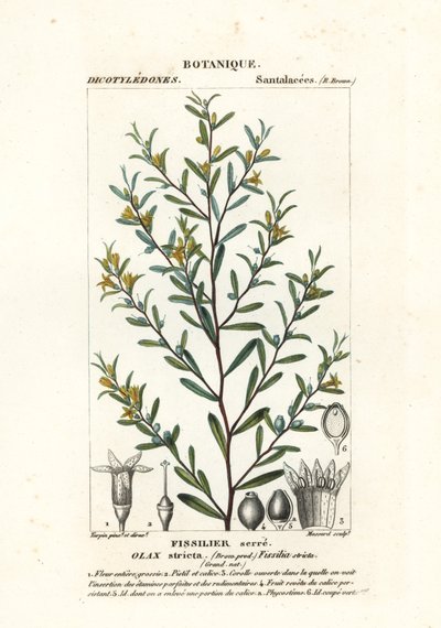 Olax stricta tekijältä Stanghi Stanghi