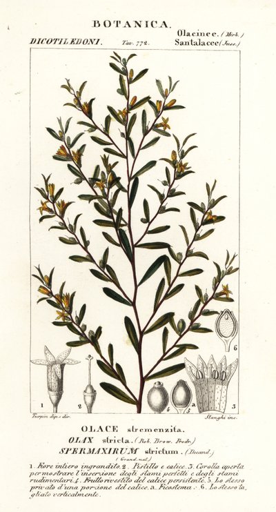 Olax stricta tekijältä Stanghi Stanghi