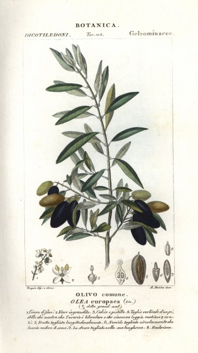 Olivera, Olea europaea finlandesa tekijältä Stanghi Stanghi