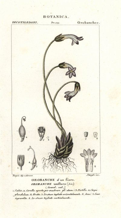 Yksikukkainen luutarra, Orobanche uniflora tekijältä Stanghi Stanghi