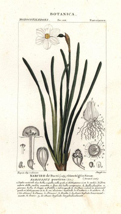 Runoilijan narsissi, Narcissus poeticus tekijältä Stanghi Stanghi