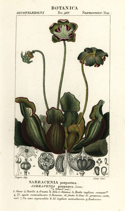 Purppurakasvi, Sarracenia purpurea tekijältä Stanghi Stanghi