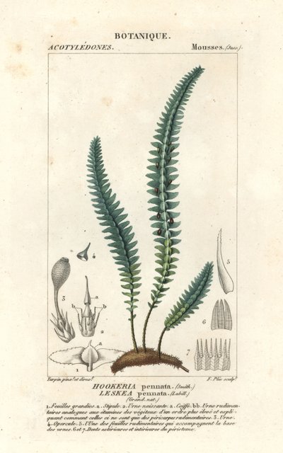 Kynsisammal tai väärä saniainen, Cyathophorum bulbosum tekijältä Stanghi Stanghi