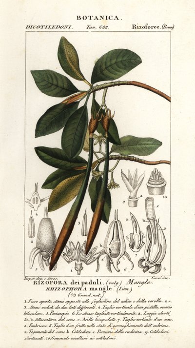 Punainen mangrove, Rhizophora mangle tekijältä Stanghi Stanghi