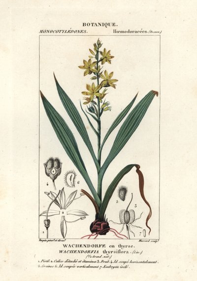 Punajuuri, Wachendorfia thyrsiflora tekijältä Stanghi Stanghi